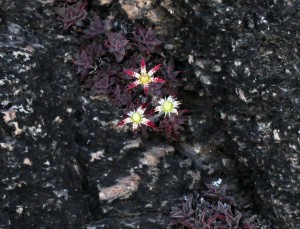 Graptopetalum