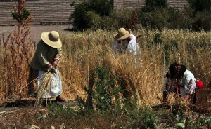 Harvest