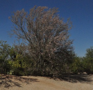 Ironwood in flower