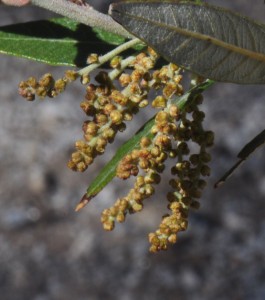 Quercus hypoleucoides FLm