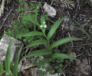 Star solomon seal