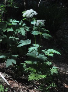 Heracleum lanatum3