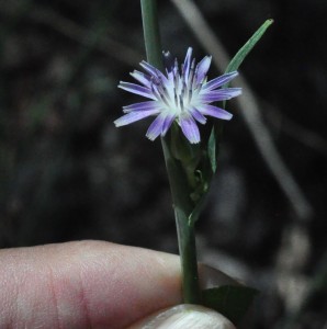 Lactuca graminifolia