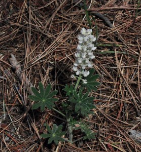 Lupine white