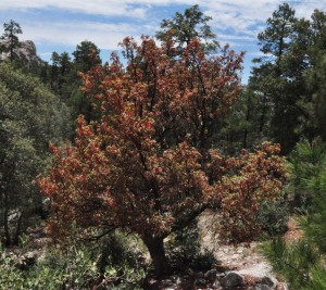 Madrone red