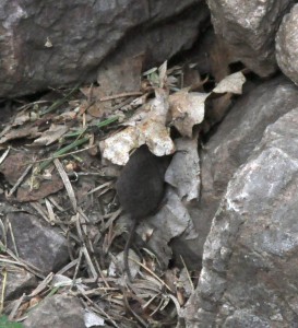Mountain  mouse