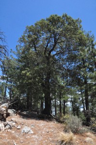 Quercus hypoleucoides large tree