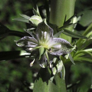 Swertia radiata7