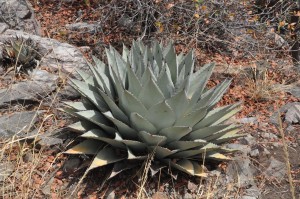 Agave