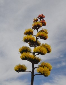 Agave inflorescence