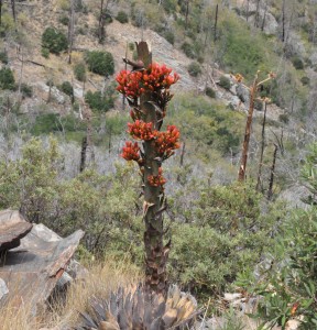 Agave stump