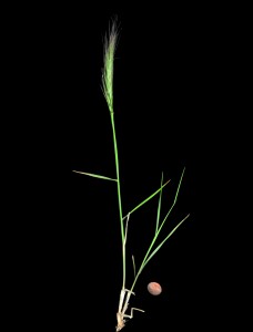 Elymus elymoides 3