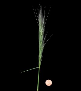 Elymus elymoides 5