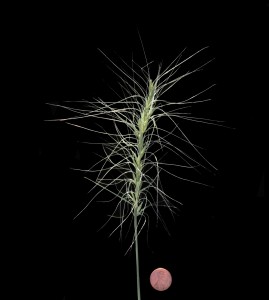 Elymus elymoides 8