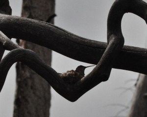 Hummingbird on branch