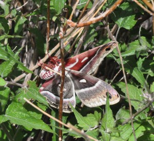 Silk moth