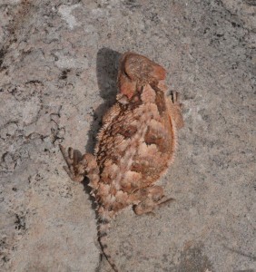 horned lizard 16