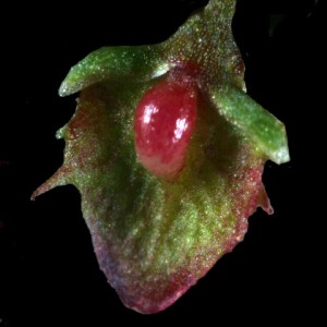 Rumex altissimus8