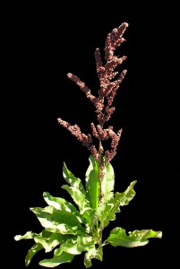 Rumex altissimusPL