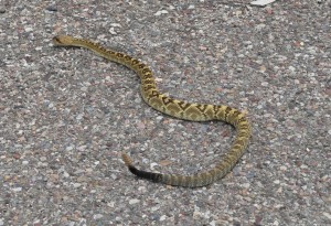 Black tailed rattlesnake