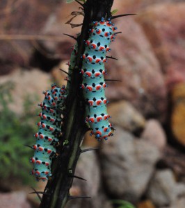 Calleta silkmoth larva