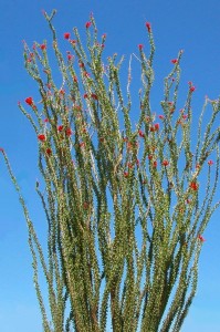 Fouquieria splendensPL