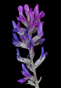 Oxytropis lambertii 5