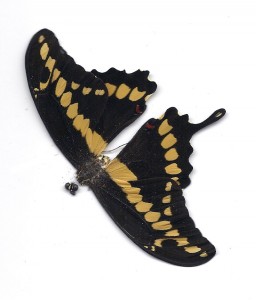 Black yellow butterfly
