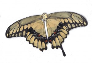 Black yellow butterfly back