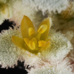 Tidestromia lanuginosa 9