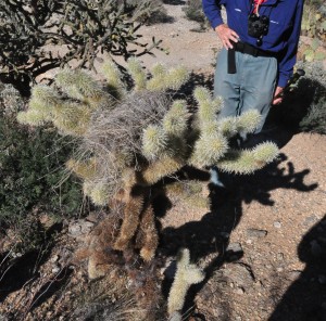 Cactus wren nest