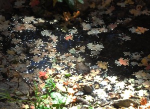 Leaf dimples