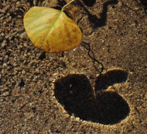 Leaf in h20