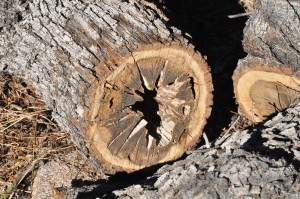 Quercus oblongifolia cutthrough