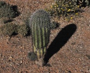 Saguaro baby with baby