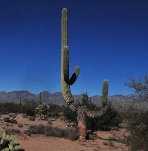 Saguaro odd fellow