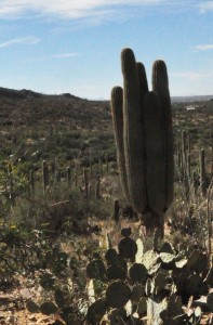 Saguaro stumped 2