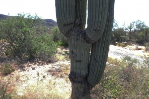 Saguaro stumped
