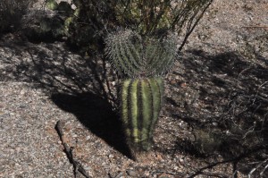 Saguaro two ears