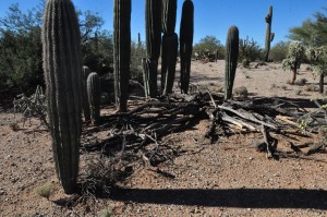 Saguaros around momma