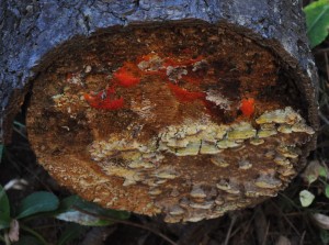 Stump with fungus