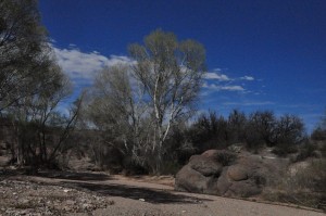 Cottonwood and sand