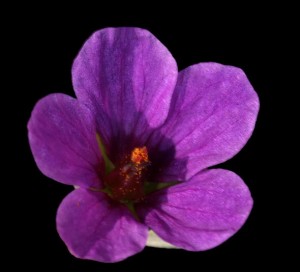 Erodium texanum FL2