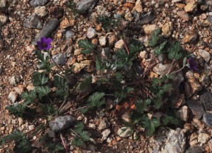 Erodium texanum PL