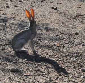 Hare ears