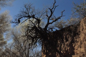 Mesquite overhang