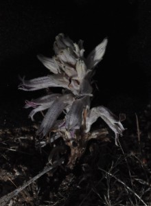 Orobanche white