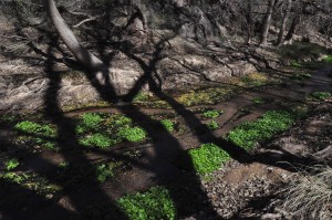 Water plants