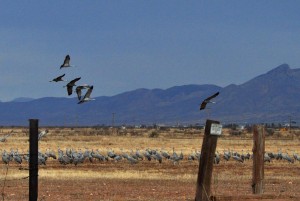 cranes landing