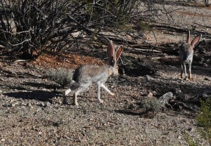 hares two